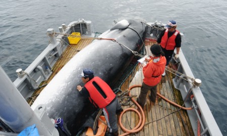 Japão deixa comissão e volta a caça comercial de baleias