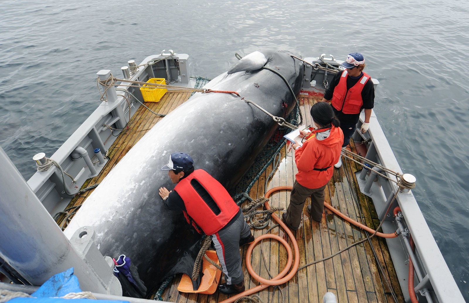 Baleia é levada a porto no Japão em foto de setembro de 2013 — Foto: Kyodo News via AP
