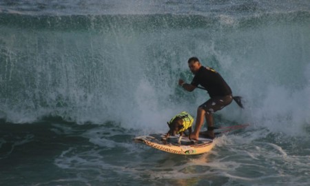 Cães surfistas estarão presentes no estadual de surfe realizado pela SPSurf, em Camburi