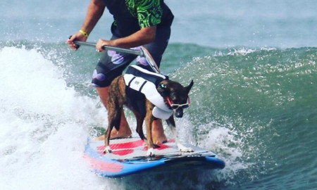 Surf canino é a pedida no domingo